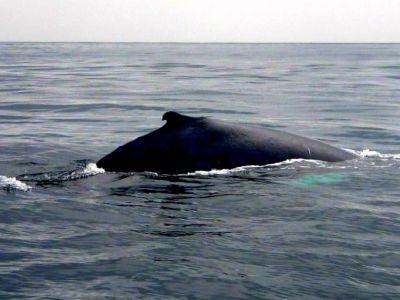 Ballena Jorobada Las Galeras Samaná